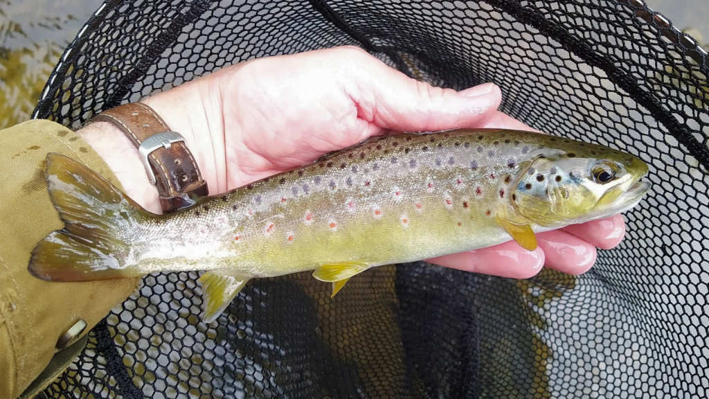 Photo of the River Dove Brown Trout